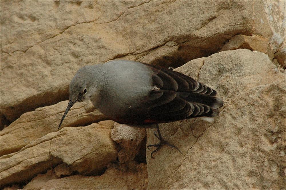 Picchio muraiolo - Trichodroma muraria